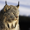 Аватар для Lynx.